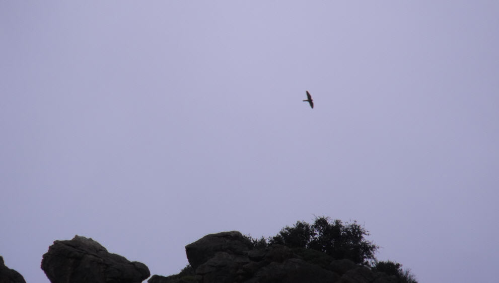 Falco peregrinus?
